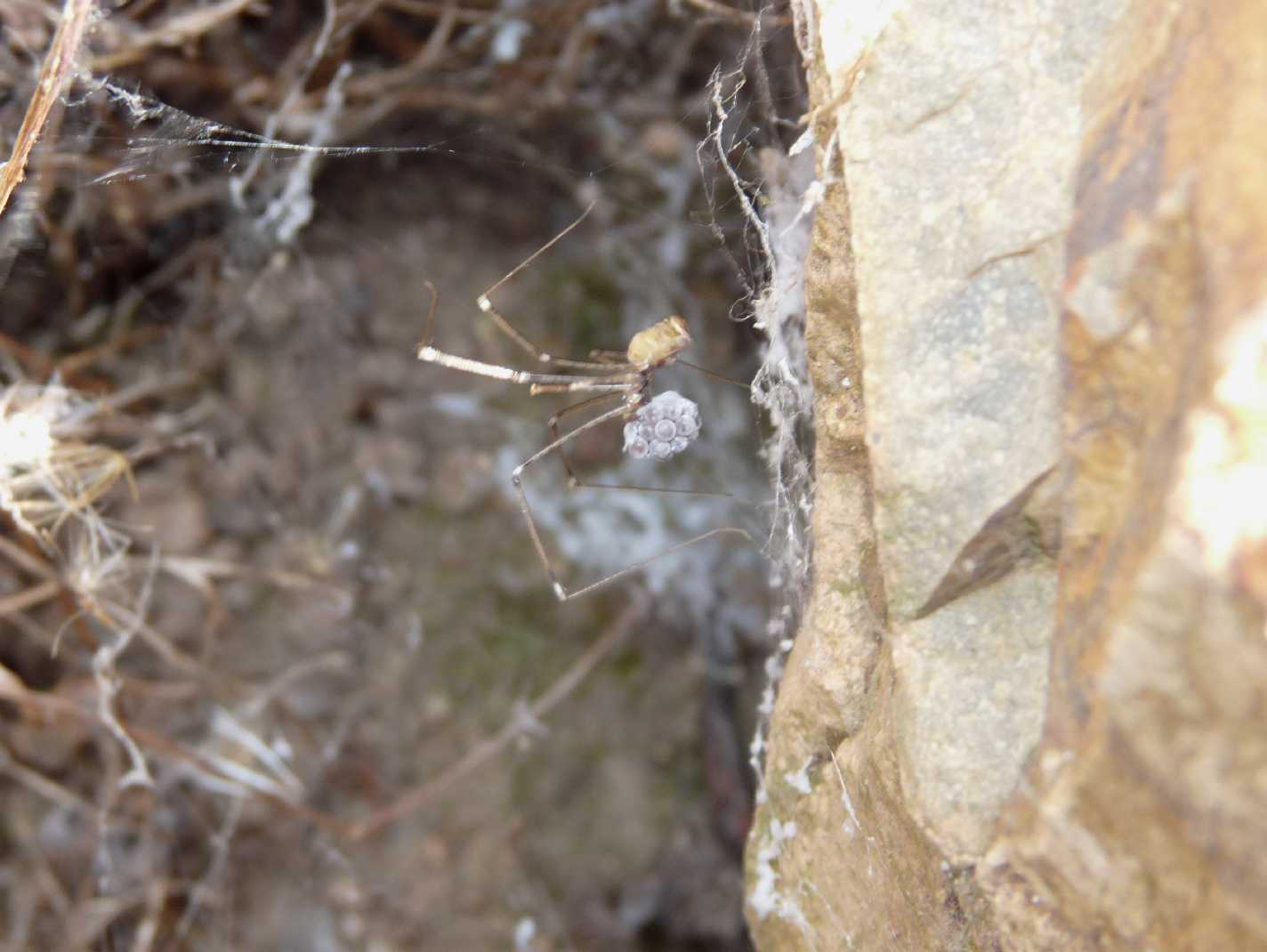 Pholcidae strano: cfr Pholcus opilionoides